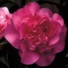Camelia Als Leivorm (Camellia 'Debbie') -Aanbiedingen Groene Hekken Winkel cawdebbi 3
