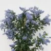 Amerikaanse Sering (Ceanothus Arboreus 'Trewithen Blue') 1 Amerikaanse Sering (Ceanothus Arboreus 'Trewithen Blue') -Aanbiedingen Groene Hekken Winkel ceanothus thyrs. trewithen blue week 16 website 1600x1200 1