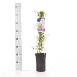 Amerikaanse Sering (Ceanothus Thyrsiflorus 'Repens') 11 Amerikaanse Sering (Ceanothus Thyrsiflorus 'Repens') -Aanbiedingen Groene Hekken Winkel ceanothus thyrsiflorus var. repens