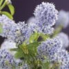 Amerikaanse Sering (Ceanothus Thyrsiflorus 'Repens') 2 Amerikaanse Sering (Ceanothus Thyrsiflorus 'Repens') -Aanbiedingen Groene Hekken Winkel ceanothus thyrsiflorus var. repens 2