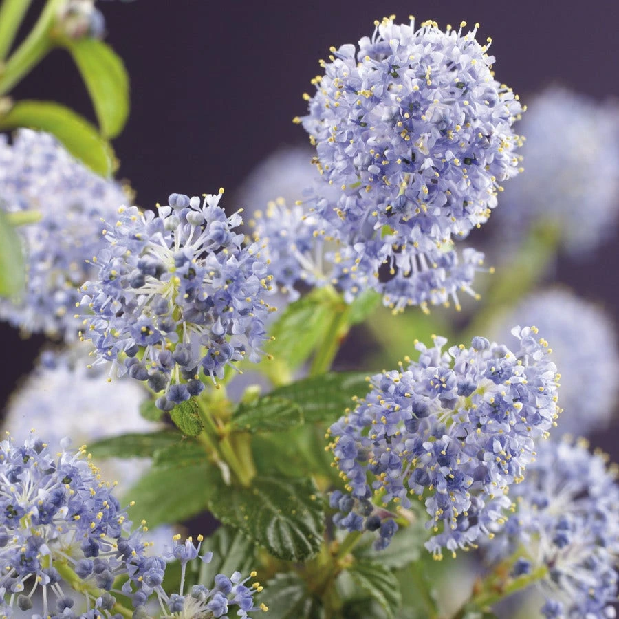 Amerikaanse Sering (Ceanothus Thyrsiflorus 'Repens') 3 Amerikaanse Sering (Ceanothus Thyrsiflorus 'Repens')
