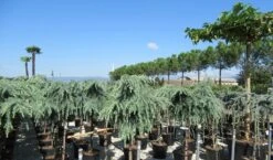 Treurceder Op Stam (Cedrus Libani 'Glauca Pendula') -Aanbiedingen Groene Hekken Winkel cedrus