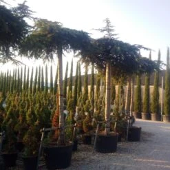 Ceder Als Dakboom (Cedrus Deodara 'Pendula') -Aanbiedingen Groene Hekken Winkel cedrus deodara dak 1