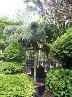 Ceder Als Boom (Cedrus Deodara 'Feelin Blue') 7 Ceder Als Boom (Cedrus Deodara 'Feelin Blue') -Aanbiedingen Groene Hekken Winkel cedrus deodara feelin blue 20 25ho 1 1