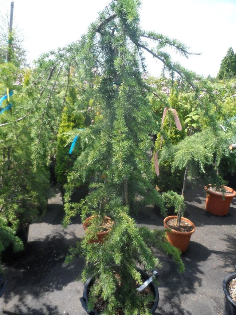 Treurceder (Cedrus Deodara 'Pendula') 8 Treurceder (Cedrus Deodara 'Pendula') - Afbeelding 6