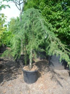 Treurceder (Cedrus Deodara 'Pendula') 18 Treurceder (Cedrus Deodara 'Pendula') -Aanbiedingen Groene Hekken Winkel cedrus deodara pendula 20 25ho c110 2