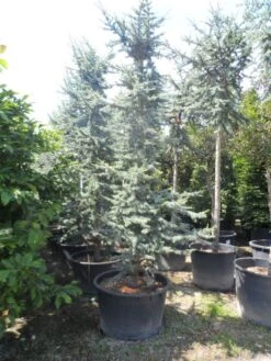 Atlasceder (Cedrus Libani 'Glauca') -Aanbiedingen Groene Hekken Winkel cedrus libani glauca 350 400 c240