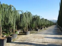 Treurceder Als Boom (Cedrus Libani 'Glauca Pendula') -Aanbiedingen Groene Hekken Winkel cedrus libani glauca pendula 2 1