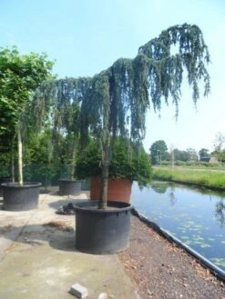 Treurceder Als Boom (Cedrus Libani 'Glauca Pendula') -Aanbiedingen Groene Hekken Winkel cedrus libani glauca pendula 35 40ho c1000 1 1