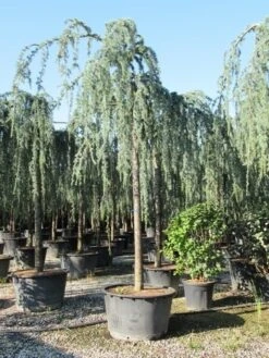 Treurceder Als Boom (Cedrus Libani 'Glauca Pendula') -Aanbiedingen Groene Hekken Winkel cedrus libani glauca pendula 3 1 2