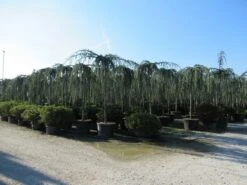 Treurceder Als Boom (Cedrus Libani 'Glauca Pendula') -Aanbiedingen Groene Hekken Winkel cedrus libani glauca pendula 4 1