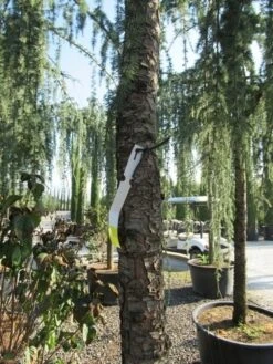 Treurceder Als Boom (Cedrus Libani 'Glauca Pendula') -Aanbiedingen Groene Hekken Winkel cedrus libani glauca pendula 5