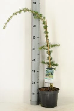 Treurceder Als Boom (Cedrus Libani 'Glauca Pendula') -Aanbiedingen Groene Hekken Winkel cedrus libani glauca pendula c3 m 2