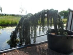 Treurceder Op Stam (Cedrus Libani 'Glauca Pendula') -Aanbiedingen Groene Hekken Winkel cedrus libani glauca pendula halfstam c1000 solitair