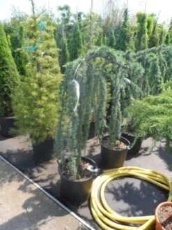 Treurceder Als Boom (Cedrus Libani 'Glauca Pendula') -Aanbiedingen Groene Hekken Winkel cedrus libani glauca pendula halfstam c35 1 1