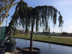 Treurceder Als Boom (Cedrus Libani 'Glauca Pendula') -Aanbiedingen Groene Hekken Winkel cedrus libani glauca pendula hoogstam solt