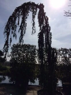 Treurceder Als Boom (Cedrus Libani 'Glauca Pendula') -Aanbiedingen Groene Hekken Winkel cedrus libanica glauca pendula solitair geveerd