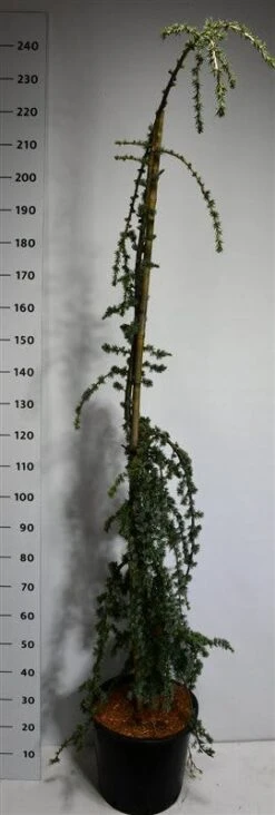 Treurceder (Cedrus Libani 'Glauca Pendula') -Aanbiedingen Groene Hekken Winkel cedrusglaucape 1