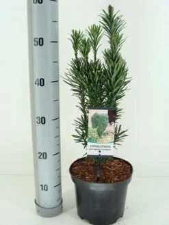 Knoptaxus (Cephalotaxus Harringtonia 'Fastigiata') -Aanbiedingen Groene Hekken Winkel cephalotaxus harr. fastigiata winter c3 m 1