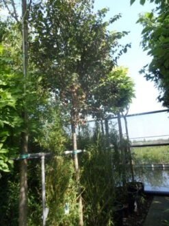 Katsoera Als Boom (Cercidiphyllum Japonicum) -Aanbiedingen Groene Hekken Winkel cercidiphyllum japonicum 18 20ho cont