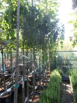 Katsoera (Cercidiphyllum Japonicum 'Pendulum') -Aanbiedingen Groene Hekken Winkel cercidiphyllum japonicum pendulum 8 10ho cont