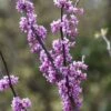 Judasboom Als Struik (Cercis Canadensis) -Aanbiedingen Groene Hekken Winkel cercis canadensis 2