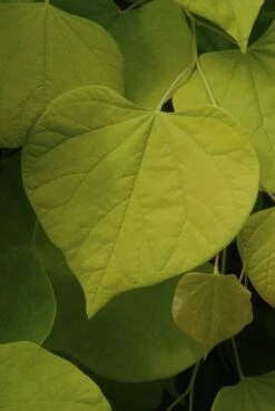 Judasboom Als Struik (Cercis Canadensis) -Aanbiedingen Groene Hekken Winkel cercis canadensis01 1
