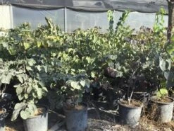 Judasboom Als Struik (Cercis Canadensis 'Forest Pansy') -Aanbiedingen Groene Hekken Winkel cercis canadensis forest pansy 100 125 cm