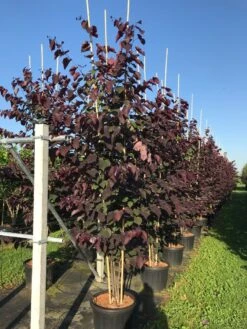 Meerstammige Judasboom (Cercis Canadensis 'Forest Pansy') -Aanbiedingen Groene Hekken Winkel cercis canadensis forest pansy c50 3 stem