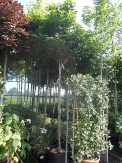 Chinese Judasboom (Cercis Chinensis 'Avondale') -Aanbiedingen Groene Hekken Winkel cercis chinensis avondale 10 12 14ho cont