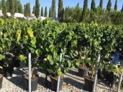 Chinese Judasboom (Cercis Chinensis 'Avondale') -Aanbiedingen Groene Hekken Winkel cercis chinensis avondale 100 125 c18