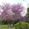 Judasboom Als Struik (Cercis Siliquastrum) -Aanbiedingen Groene Hekken Winkel cercis siliquastrum01 1 1