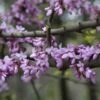 Judasboom (Cercis Siliquastrum) -Aanbiedingen Groene Hekken Winkel cercis siliquastrum 1 1