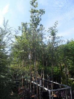 Judasboom (Cercis Siliquastrum) 15 Judasboom (Cercis Siliquastrum) -Aanbiedingen Groene Hekken Winkel cercis siliquastrum 10 12ho cont