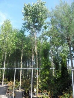 Judasboom (Cercis Siliquastrum) 16 Judasboom (Cercis Siliquastrum) -Aanbiedingen Groene Hekken Winkel cercis siliquastrum 18 20ho cont 1