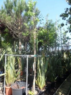 Judasboom (Cercis Siliquastrum) 19 Judasboom (Cercis Siliquastrum) -Aanbiedingen Groene Hekken Winkel cercis siliquastrum alba 10 12ho cont 1