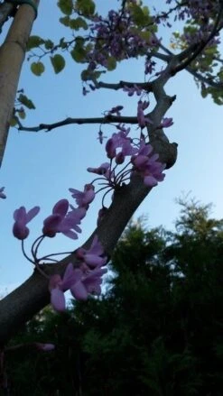 Judasboom (Cercis Siliquastrum) 12 Judasboom (Cercis Siliquastrum) -Aanbiedingen Groene Hekken Winkel cercis sill2 1