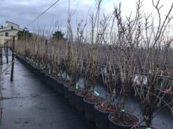 Chinese Judasboom (Cercis Chinensis 'Shirobana') -Aanbiedingen Groene Hekken Winkel cercisshirbana 3