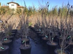 Chinese Judasboom (Cercis Chinensis 'Shirobana') -Aanbiedingen Groene Hekken Winkel cercisshirobana125