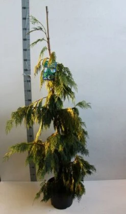 Cypres (Chamaecyparis Nootkatensis 'Pendula') -Aanbiedingen Groene Hekken Winkel chamacyparis n pendula 100 125 cm co. 10l b kopie