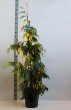 Cypres (Chamaecyparis Nootkatensis 'Pendula') -Aanbiedingen Groene Hekken Winkel chamacyparis n pendula 100 125 cm co. 10l kopie 2