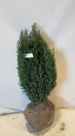 Cypres (Chamaecyparis Lawsoniana 'Ellwoodii') -Aanbiedingen Groene Hekken Winkel chamacyparislellwoodii050 060