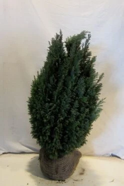 Cypres (Chamaecyparis Lawsoniana 'Ellwoodii') -Aanbiedingen Groene Hekken Winkel chamacyparislellwoodii060 080