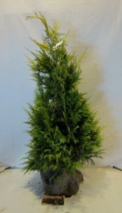 Cypres (Chamaecyparis Lawsoniana 'Golden Wonder') -Aanbiedingen Groene Hekken Winkel chamacyparislgoldenwonder100 125