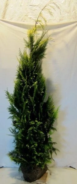 Gele Haagconifeer (Chamaecyparis Lawsoniana 'Ivonne') 22 Gele Haagconifeer (Chamaecyparis Lawsoniana 'Ivonne') -Aanbiedingen Groene Hekken Winkel chamacyparislivonne175 200
