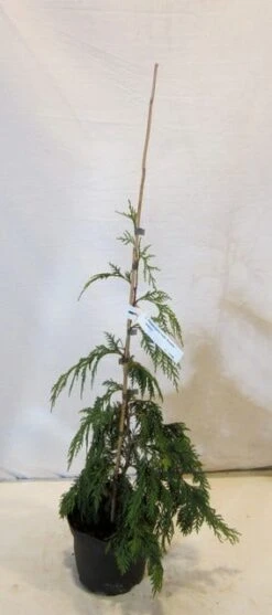 Cypres (Chamaecyparis Nootkatensis 'Pendula') -Aanbiedingen Groene Hekken Winkel chamacyparisnpendula050 060 1