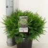 Dwergcipres (Chamaecyparis Lawsoniana 'Globosa') -Aanbiedingen Groene Hekken Winkel chamaecyparis law. globosa c3 m