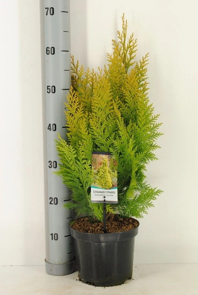 Gele Haagconifeer (Chamaecyparis Lawsoniana 'Ivonne') 12 Gele Haagconifeer (Chamaecyparis Lawsoniana 'Ivonne') - Afbeelding 10