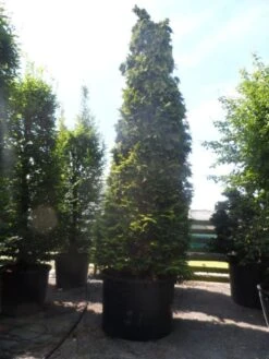 Gele Haagconifeer (Chamaecyparis Lawsoniana 'Ivonne') -Aanbiedingen Groene Hekken Winkel chamaecyparis lawsoniana ivonne 500 600 c750 1