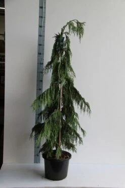 Cypres (Chamaecyparis Nootkatensis 'Pendula') -Aanbiedingen Groene Hekken Winkel chamaecyparis n. pendula 125 150 cm co. 12l v 1